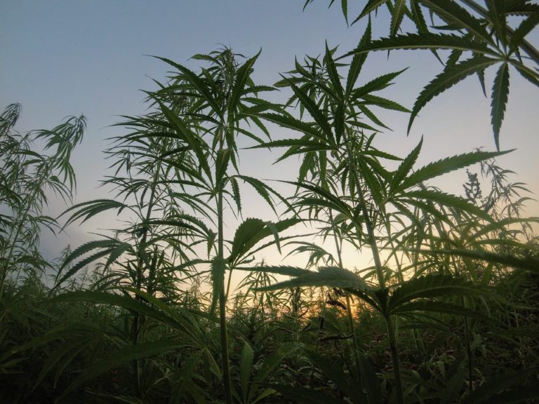 Hemp Facts