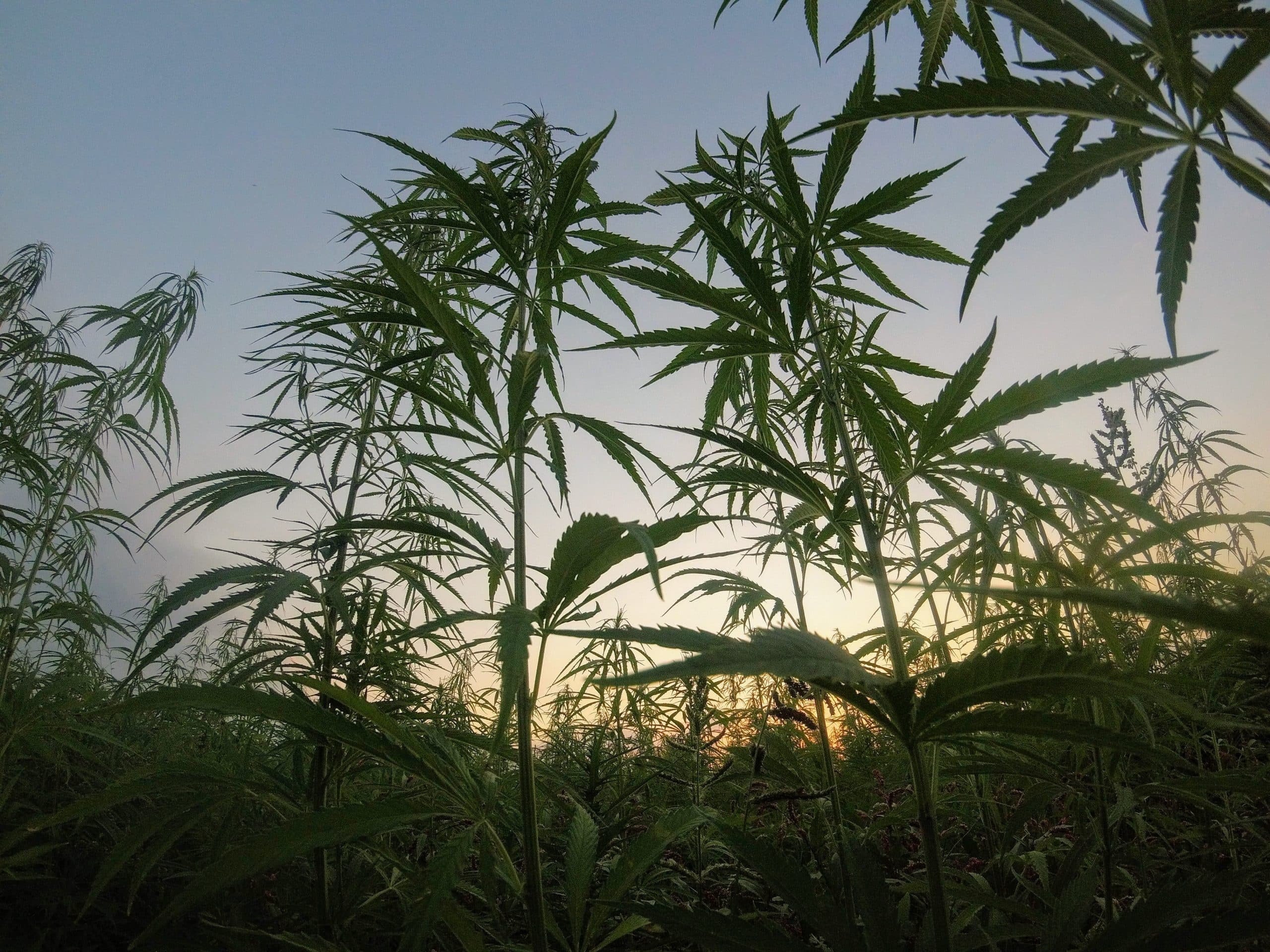 Hemp Facts