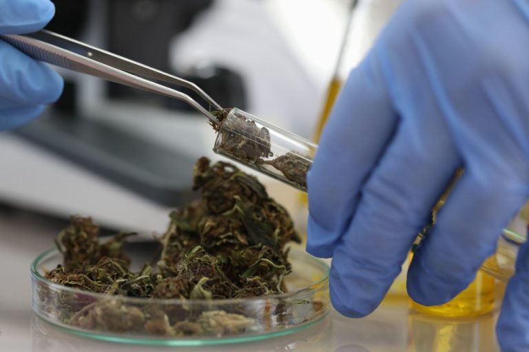 future of cbd