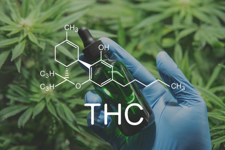 Delta 8 THC cannabis in the hands of a doctor.