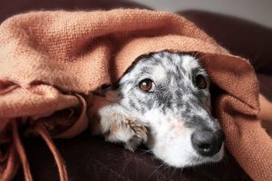 A dog feeling sluggish after a day of activity.