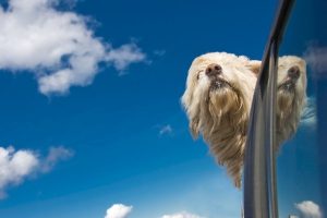 A dogg having a good time.