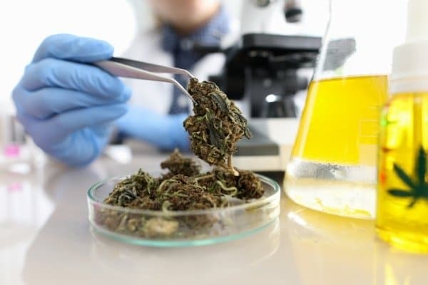 What is Cannabinol?