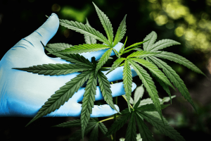 Hand holding hemp plant 