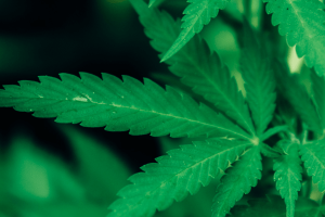 3 04 hempsource