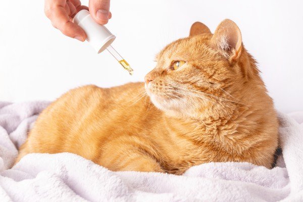 cat with tincture