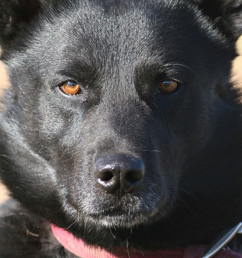 Things to know when adopting a military dog.
