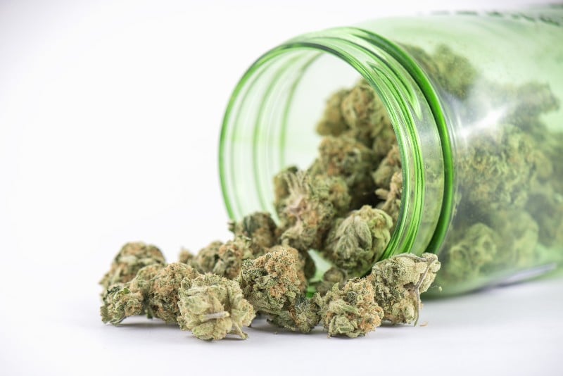 cannabis buds