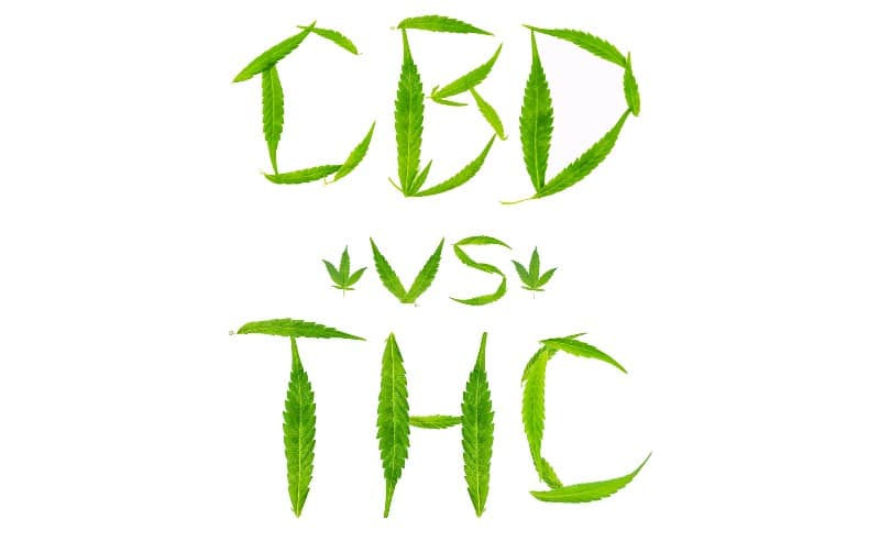 CBD vs THC