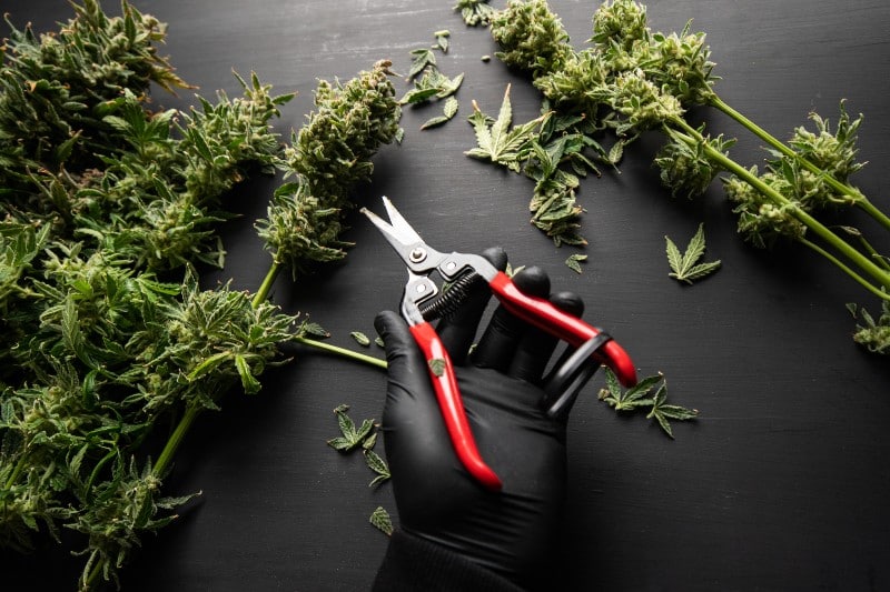 curing hemp