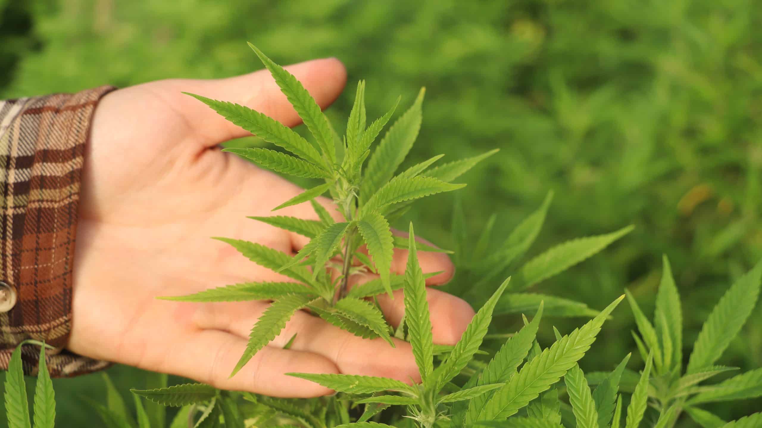 hemp-derived Delta 9 THC