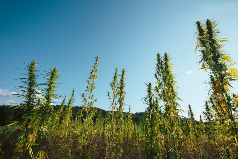 North Carolina legal cannabinoids