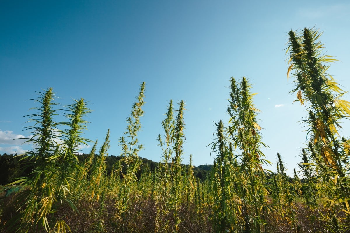 North Carolina legal cannabinoids