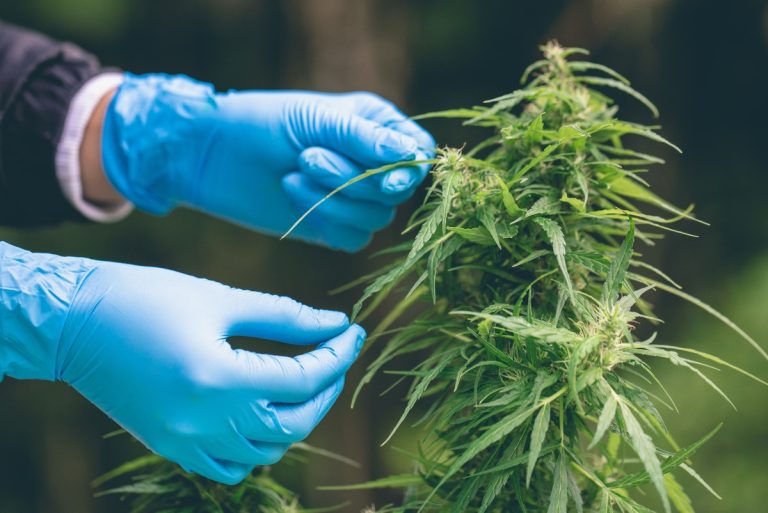 How Is THCP Made? Natural vs Lab-Made THC-P Explained