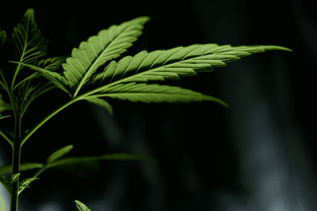 Tetrahydrocannabinolic Acid: What Is THCA?