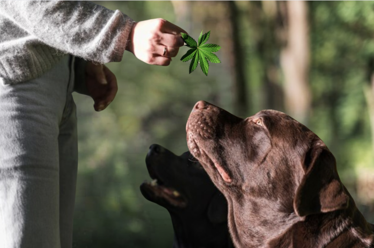 What do CBD oil do for dogs blog image