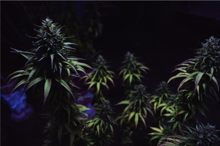 Cannabis terpenes blog image
