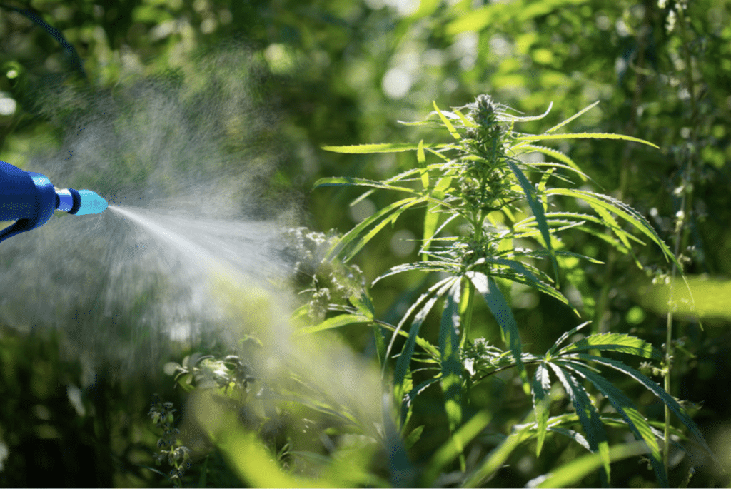 Is THCA sprayed blog image