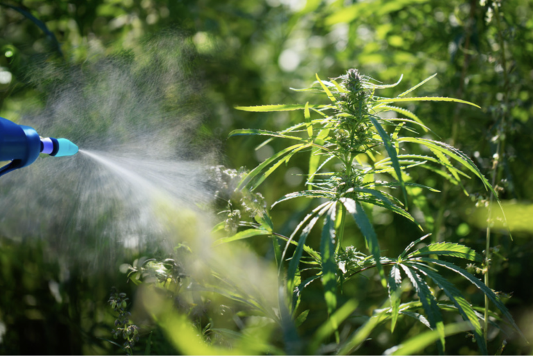 Is THCA sprayed blog image