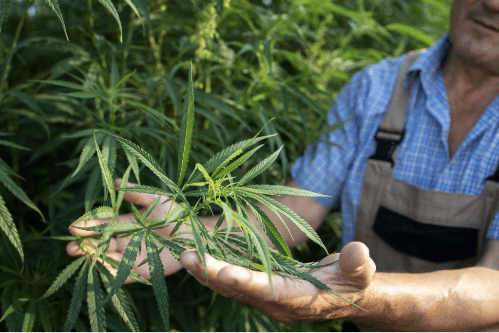 What is phc cannabinoid blog image
