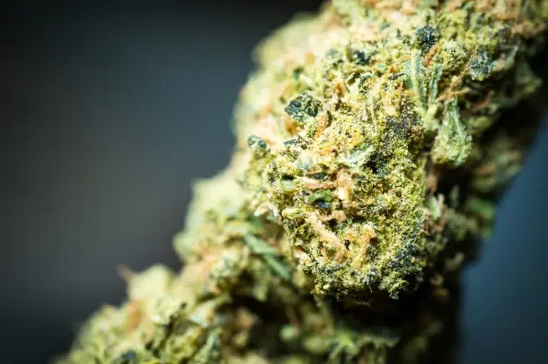 a close up of a delta 10 hemp bud