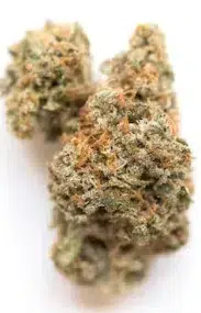 close up to the lemon Meringue bud