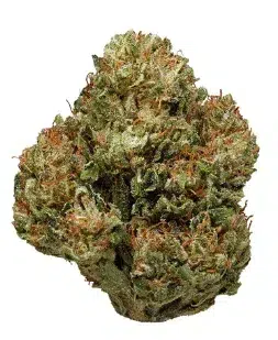 Close up of a bud called emerald cup