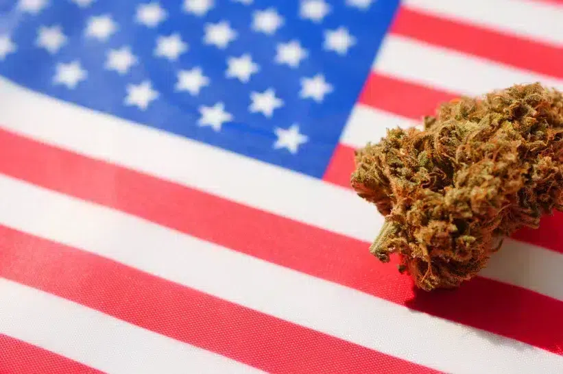 a green bud on the American flag