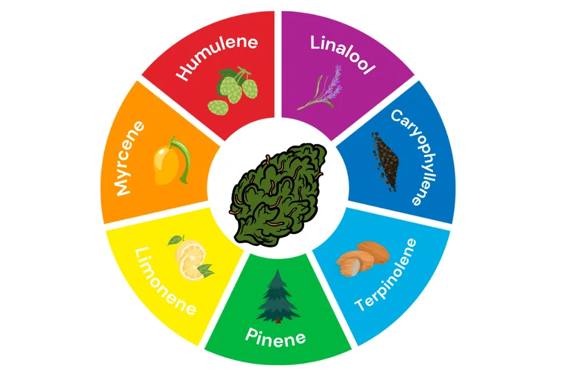 Color wheel of the seven most popular terpenes in cannabis plants