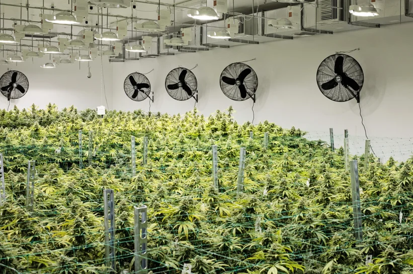 a room with cannabis plants and fans