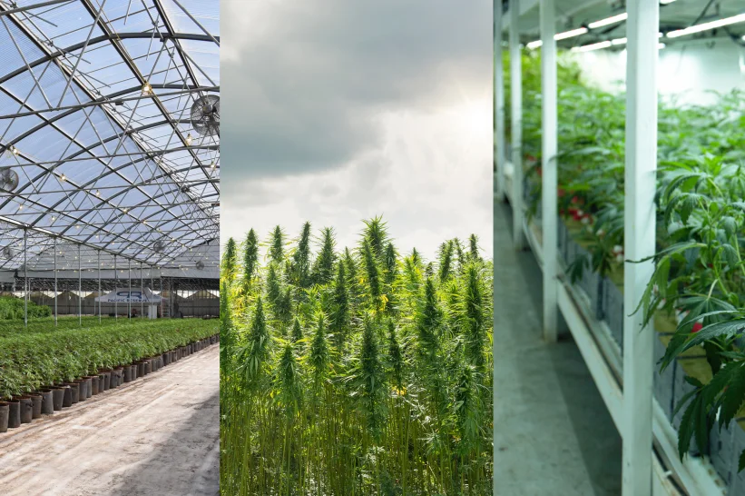 A collage of three ways of growing cannabis.