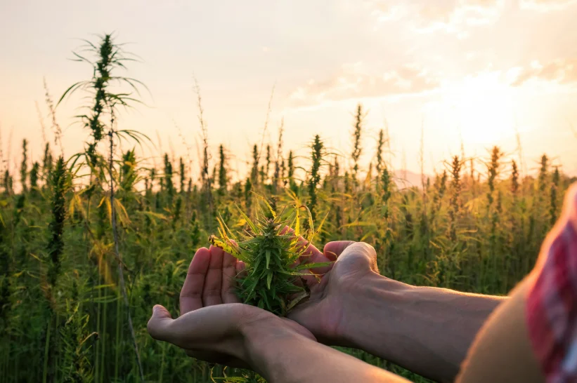a person holding a cannabis plant in their hands outside