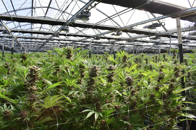 a large greenhouse with cannabis plants