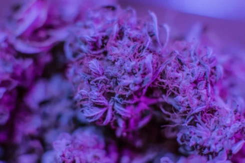 Close up of the most potent THCA flower