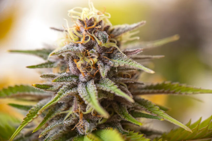 Close up of a Hybrid weed