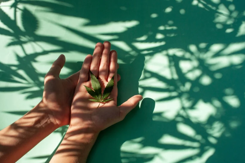 a person holding a cannabis sativa strain leaf