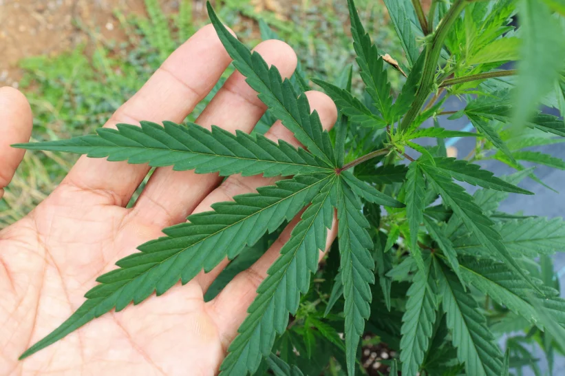 a hand holding a green cannabis sativa leaf