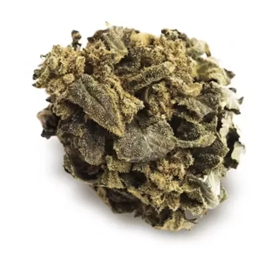 Jack O Lantern Strain