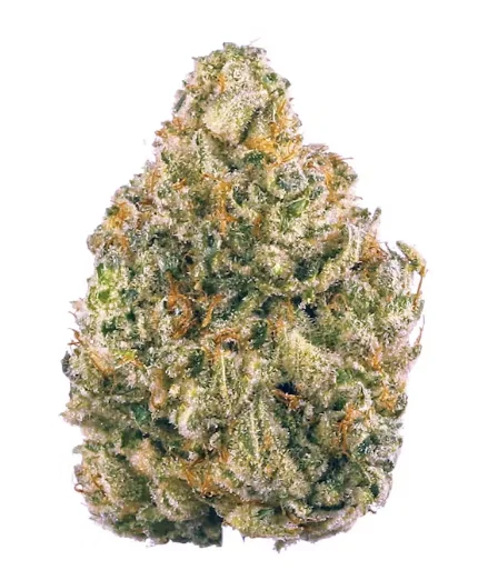 White Zombie Strain