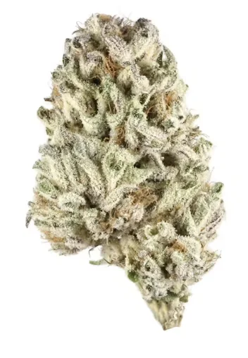 Witches Weed Strain Close Up