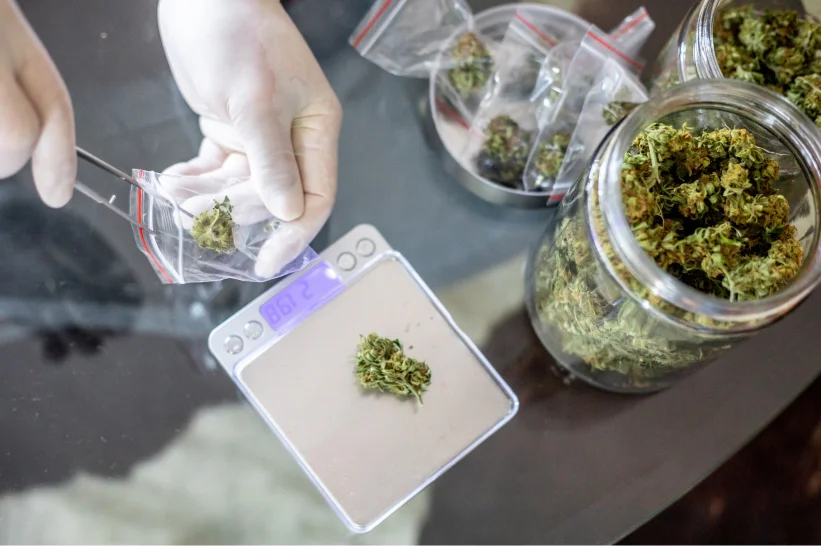 a person weighing weed on a scale