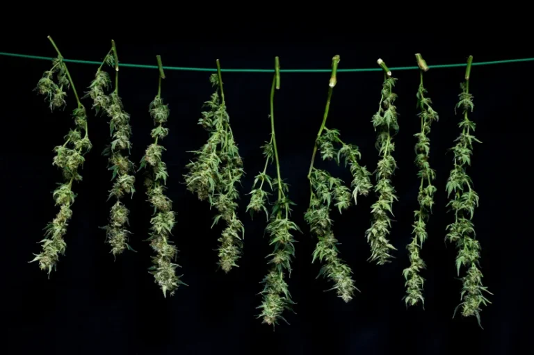 a group of hanged cannabis plants