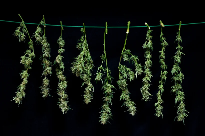 a group of hanged cannabis plants