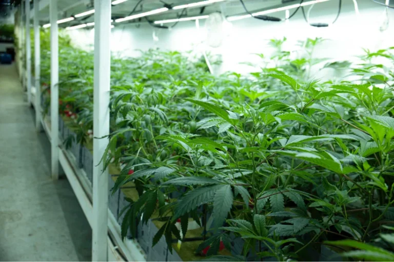 Cannabis plants growing indoors
