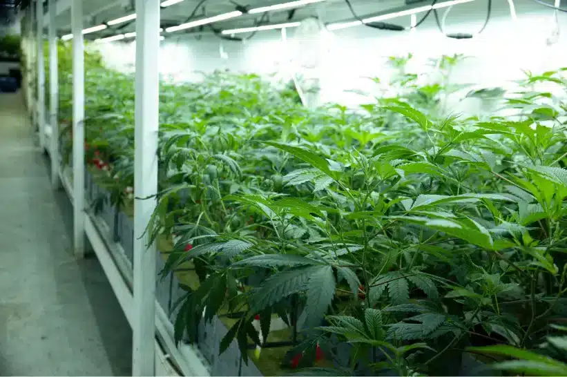 Cannabis plants growing indoors