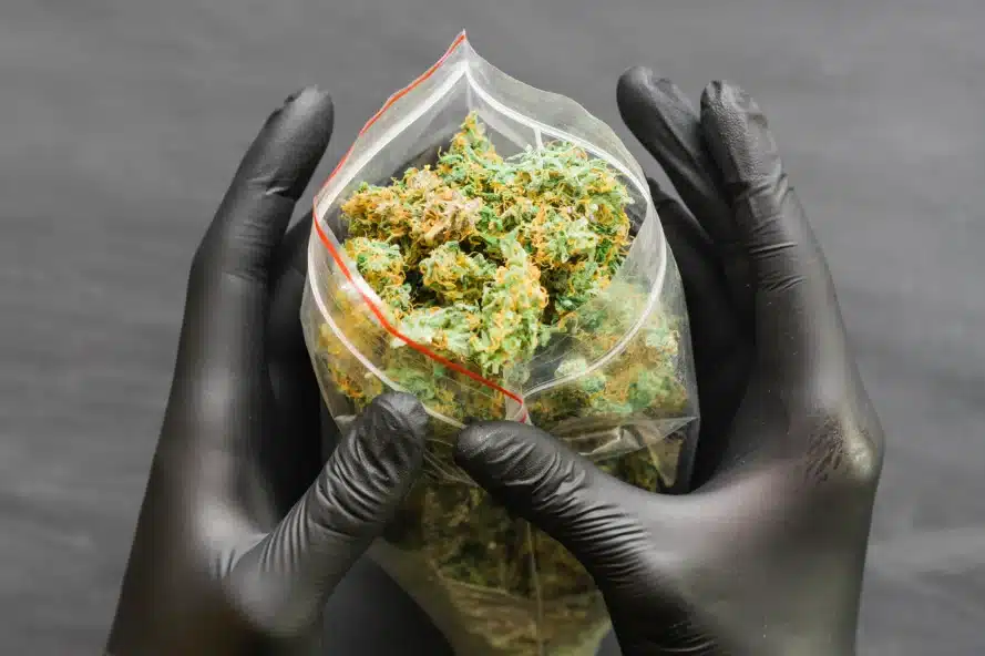 a person holding a bag of hemp buds