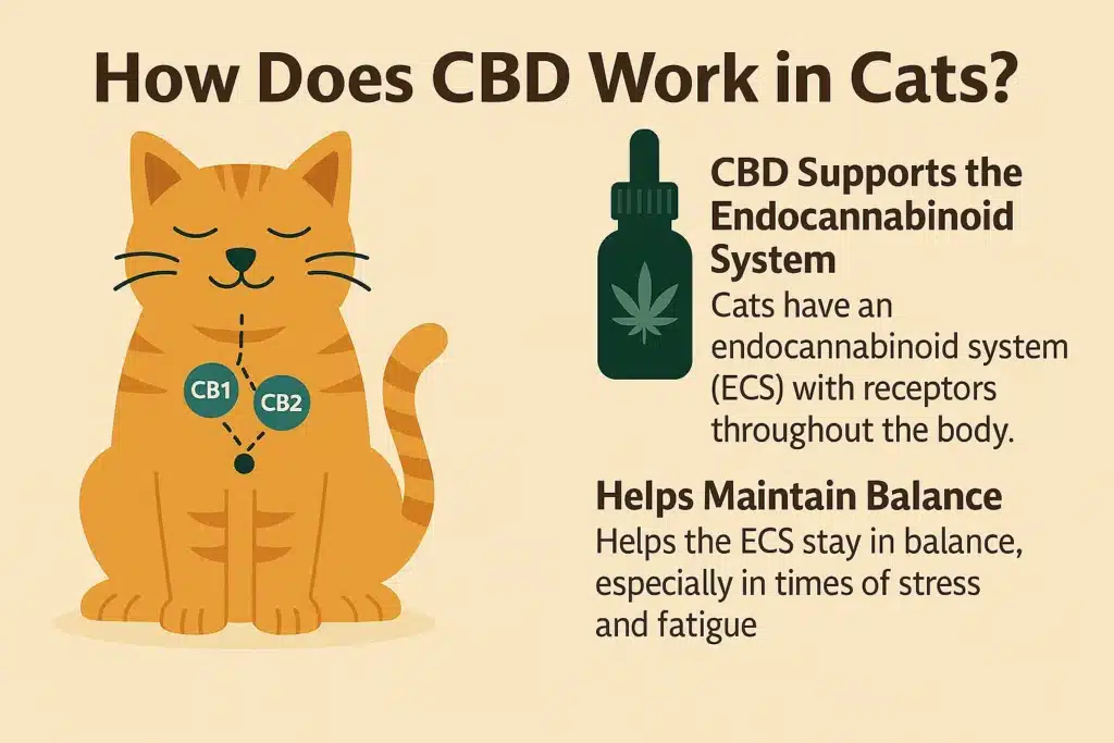 Infographic about how does CBD work for cats