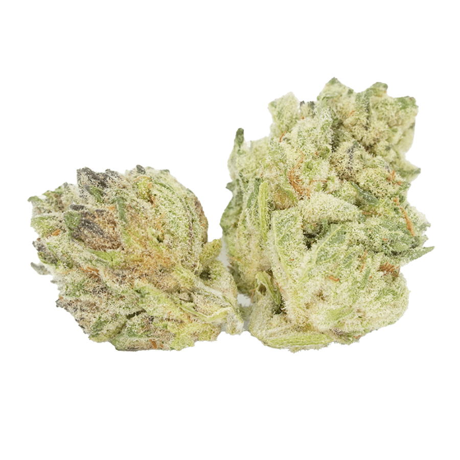 Two GSC buds
