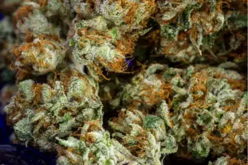 a close up of a cannabis bud