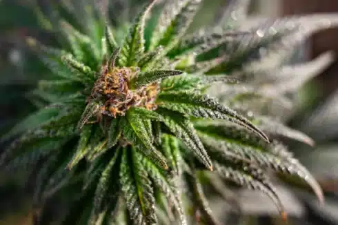 a close up of a cannabis bud